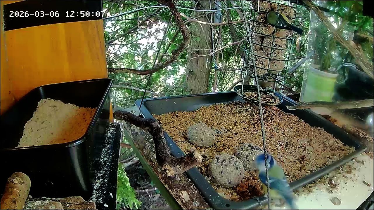 Mittags an der Nuss-Tanke, entspannt futtern (06.03.2026)