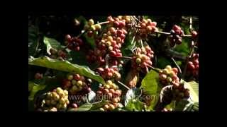 Coffee plantation in Karnataka, India