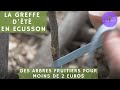 #178 Des ARBRES FRUITIERS pour moins de DEUX EUROS avec la GREFFE EN ECUSSON