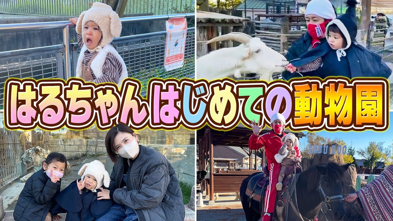 はるちゃん大興奮】はじめての動物園にはるちゃんが… - YouTube