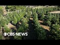 Christmas tree farm rents live trees every year