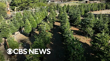 Christmas tree farm rents live trees every year