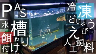 PAS水槽の餌やりの現状〜ドジョウとエビと人工飼料〜
