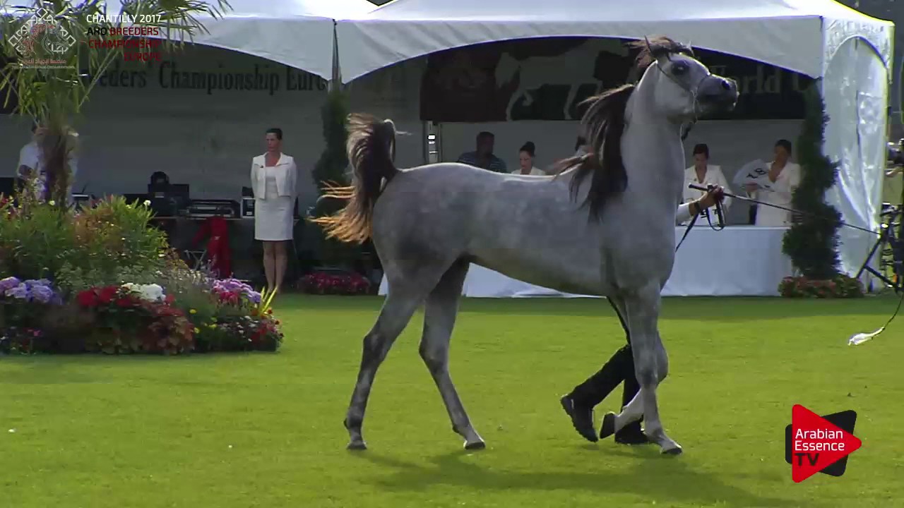 N.65 UL ALONSO - Chantilly 2017 European Breeders'Championship - 2 Years Old Colts (Class 6)