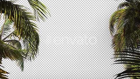 The Branches of Palm Tree | Motion Graphics - Videohive template