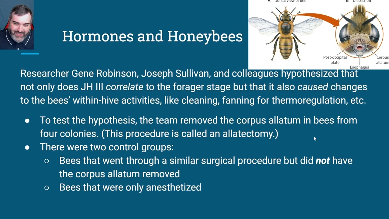 2.02d [Honeybee Foraging Hormones] (Animal Behavior)