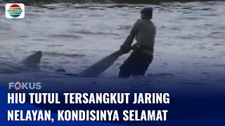 Hiu Tutul Ditemukan Tersangkut Jaring Nelayan di Perairan Jepara | Fokus