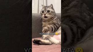 Famous ruby chan #subscribemychannel #catvideos Profile
