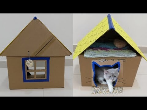 فيديو: كوتور بيت القط