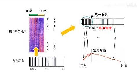 【生信分析 3】教你看懂GSEA和ssGSEA分析结果