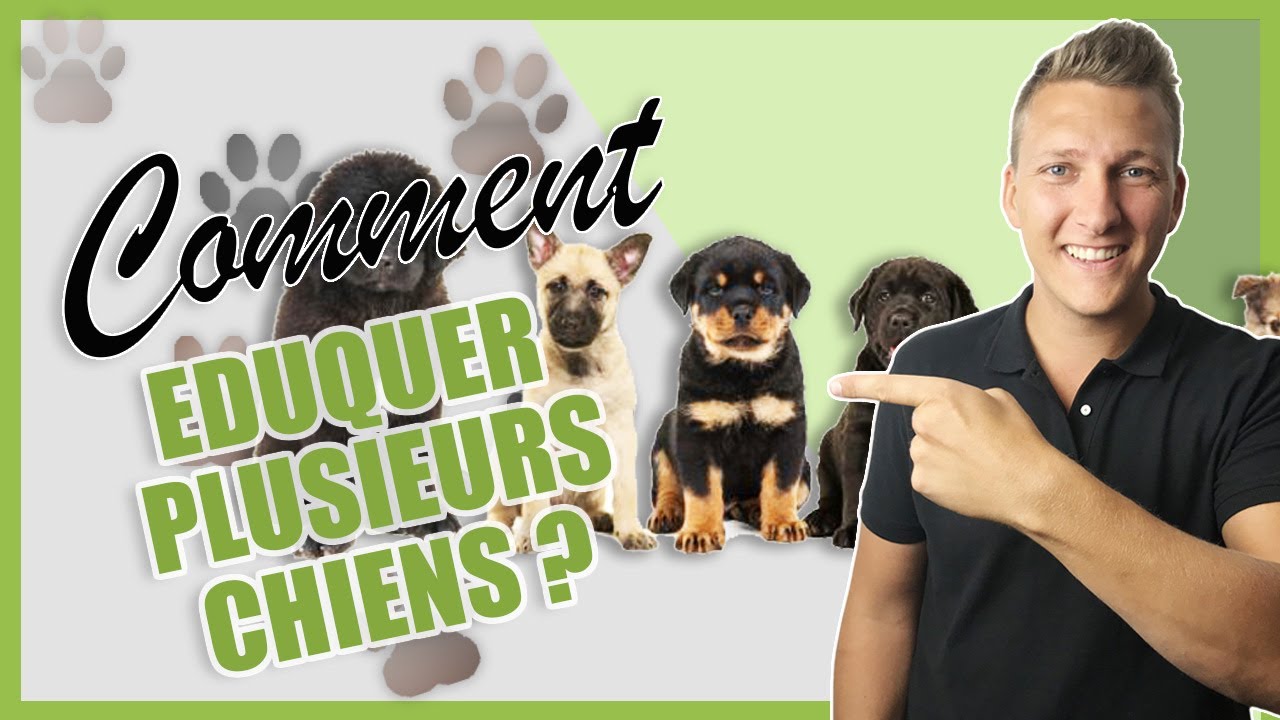 Comment Eduquer Plusieurs Chiens En Meme Temps Youtube Comment Eduquer Plusieurs Chiens En Meme Temps Youtube