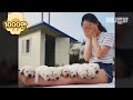 이때까지만 해도 인절미길만 걸을 줄 알았다.. ㅣ This Girl Had Enough Nuggets The Labrador Retriever Puppies