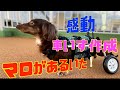 【感動】下半身付随になった犬が車椅子をつけたら　【ダックスフンド】