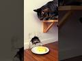 🐀 vs 🐈 😱 #cat #mouse