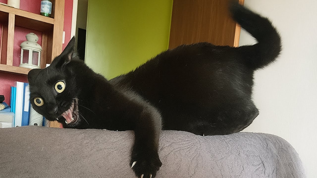 Когда ваш кот такой странный, что даже комики делают заметки 😹 Смешное кошачье ТВ