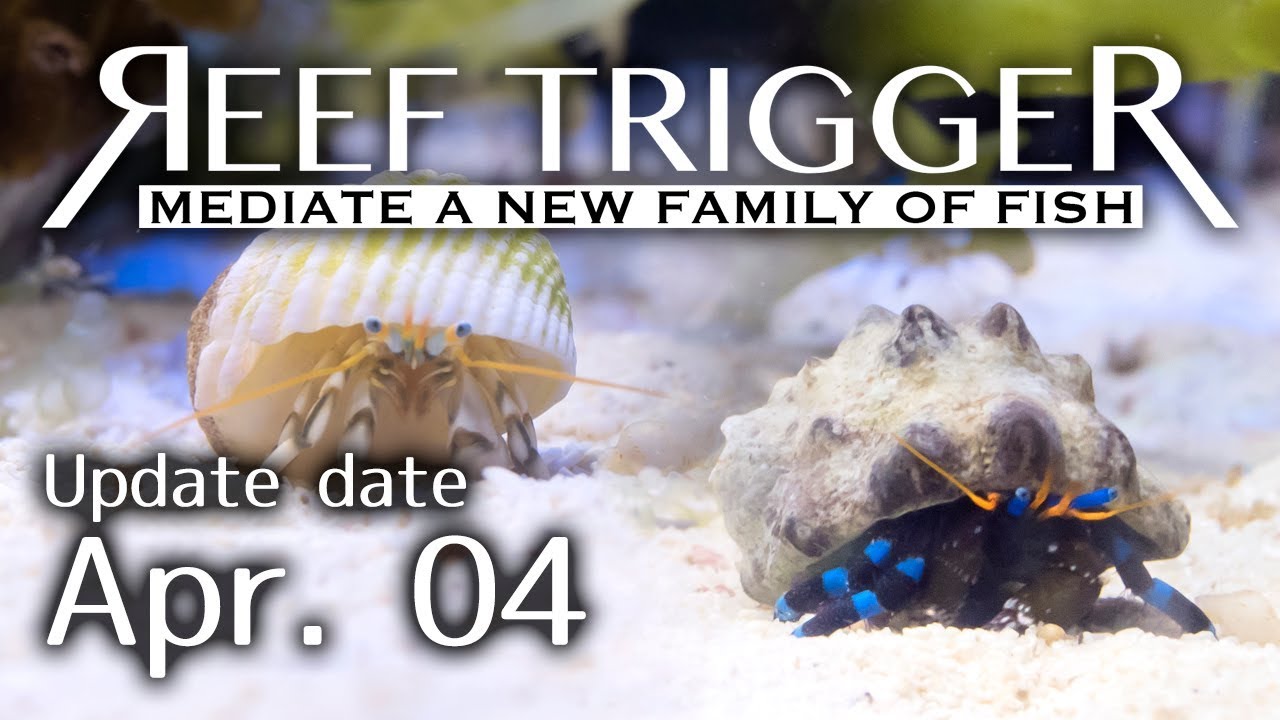 沖縄産シロサンゴヤドカリ ユビワサンゴヤドカリ Oh0404 1 2 Reef Trigger Youtube