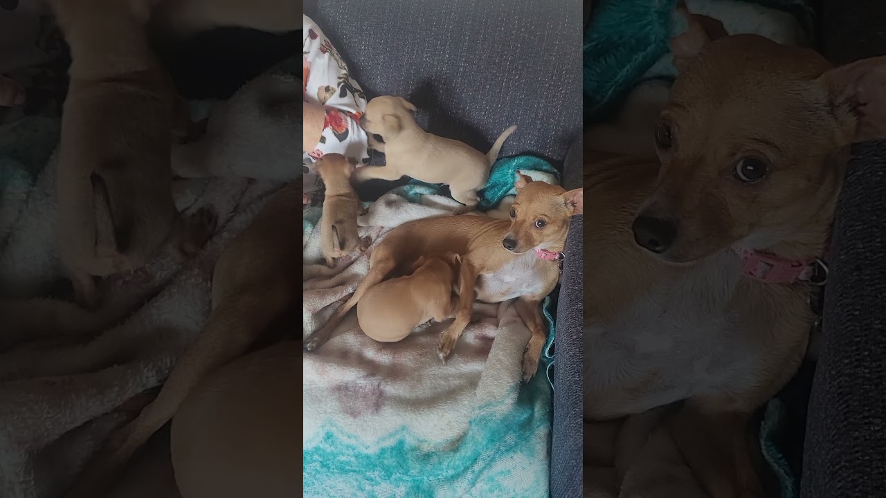 Bella and her 3 pups