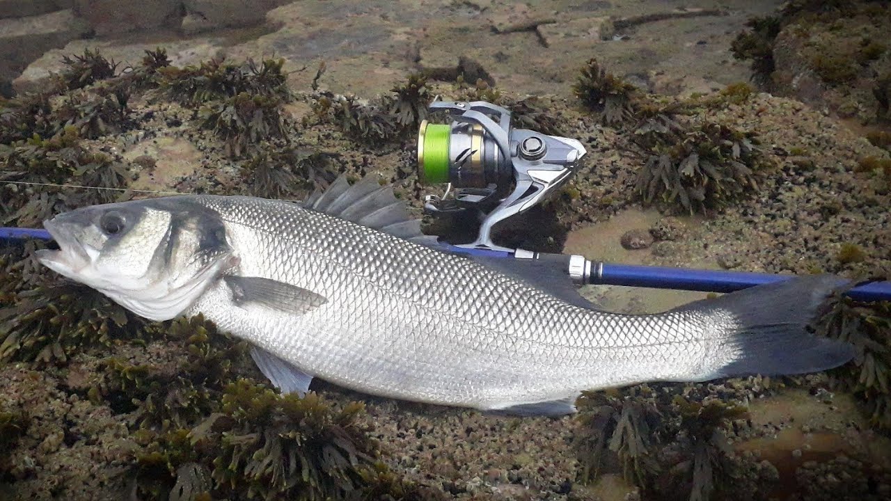 كيفية اختيار الموليني للصيد بتقنية السبينينغ مع معرفة بعض المواصفات
