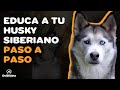 7 CONSEJOS PARA EDUCAR A TU HUSKY SIBERIANO