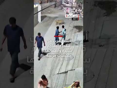 هجوم أسد على سيدة وأطفالها بعد هروبه من القفص