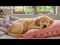 Dog Sleep Music 🎵 Dog Relaxation Music - Stress Relief Music For Dogs With Gentle Quiet Harmony