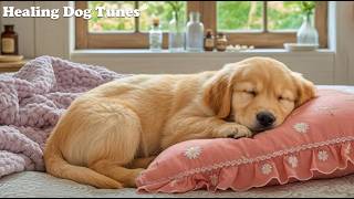 Dog Sleep Music 🎵 Dog Relaxation Music - Stress Relief Music For Dogs With Gentle Quiet Harmony