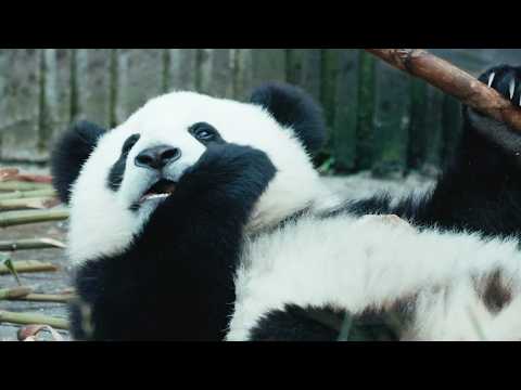 [Panda Day ★ 10/28 Blu-ray Release] Irresistibly Adorable! The Inspiring Documentary Film Packed ...