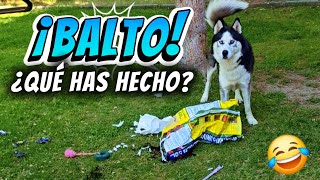 ¡Mi HUSKY BALTO la ha LIADO en el jardín! 😱 | Travesura de Perros
