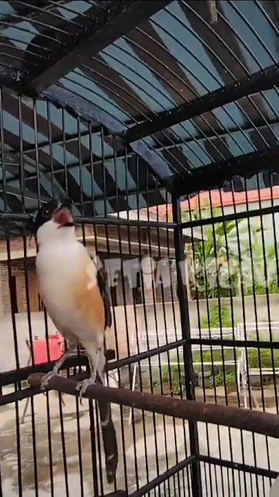 Pancingan cendet isian kapas tembak