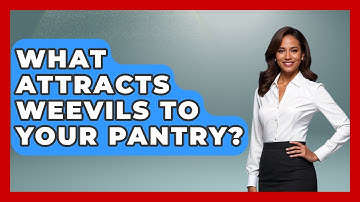 What Attracts Weevils To Your Pantry? - Insects and Invaders
