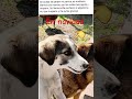 es sofi en navidad se perdió porfa si la ves en argentina varrio salas y más