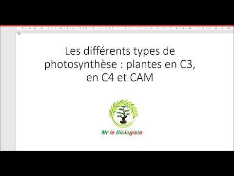 les Différents types de photosynthèse : plante en C3, en C4 et CAM