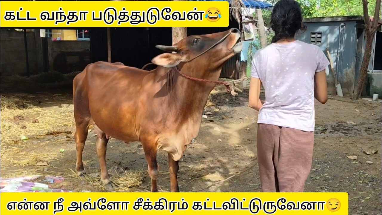கட்ட வந்தா படுத்துபேன் 😏||வரலெட்சுமி அலம்பல் தாங்க முடியல🥴||thendrakannukutty||