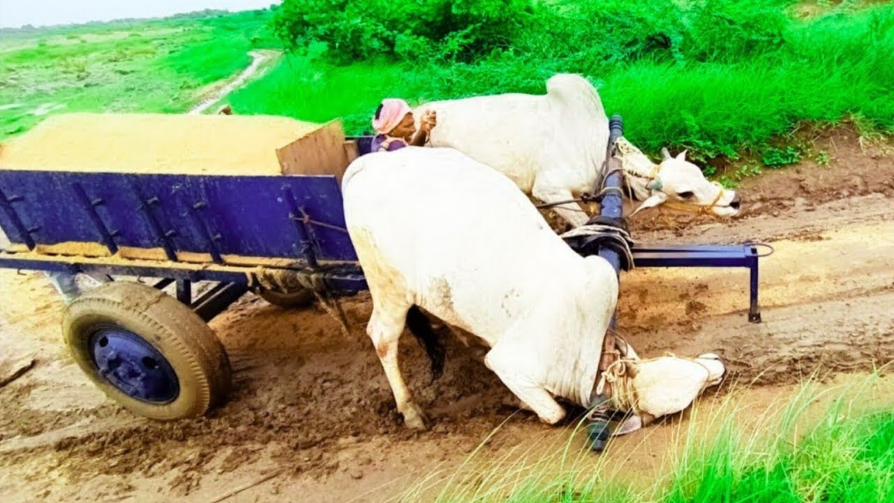 sand cart loading pulling bulls heavy loadbullock cartoxen cartox cartcattle cartbulls cart