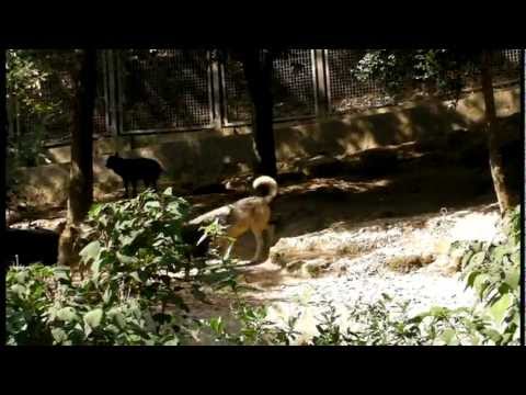 video phone beyonce mp3 救急車の音に反応するオオカミ一家Eastern Timber Wolf Howling Family Howling