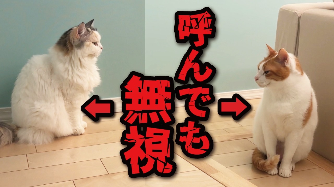 We put to the test whether cats really remember their own names