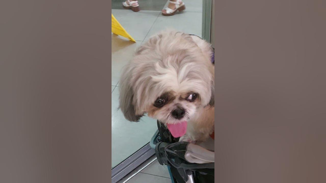 cutest dogs ever stayed quiet waiting at the entrance of jollibee 