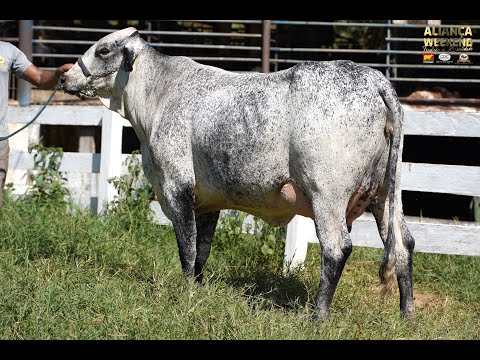 LOTE 33  ALIANÇA WEEKEND   1659BY