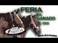 Feria del Ganado - Morón de la Frontera 2019