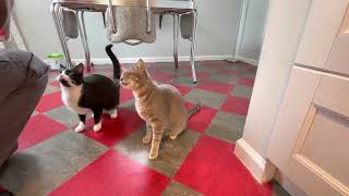 Treats Time for Michael and Ming by Michael and Ming 261 views 1 year ago 1 minute, 38 seconds