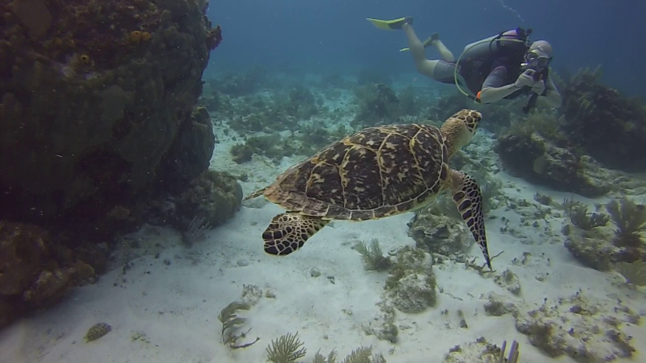 manchones reef