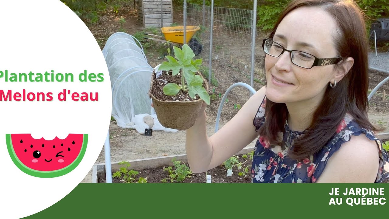 Quand et comment planter les melons d'eau au potager saison 2023