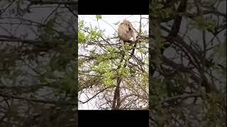 perjuangan seekor monyet dengan bayinya  melawan harimau #fyp