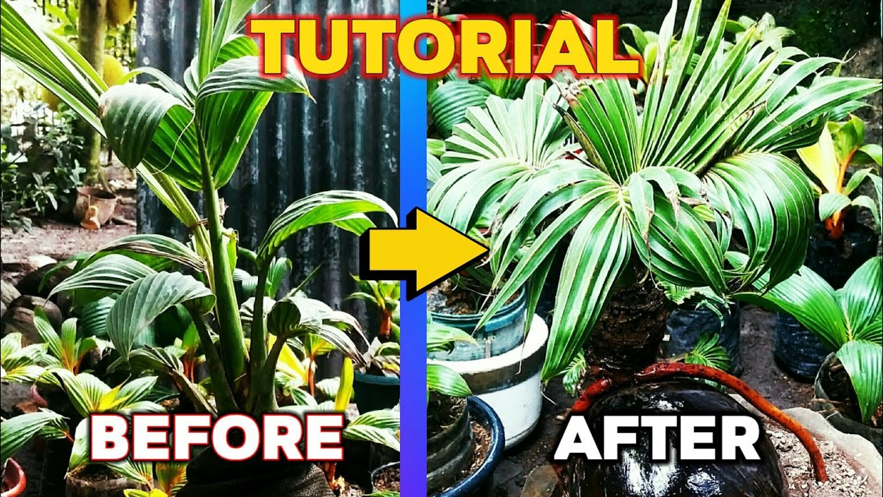 Easy way how to make coco bonsai YouTube