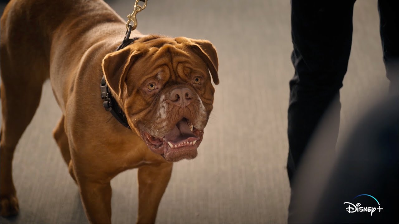 EXCLUSIVE CLIP: Hooch Takes Down a Table of Donuts in the Disney+ Series  \'Turner & Hooch\' - The Dogington Post