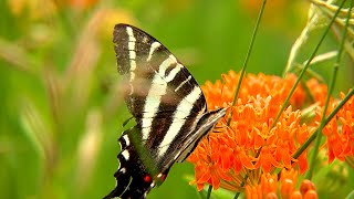 Identify Your Backyard Butterflies | Butterflies Pollinate Flowers to Soft Piano Music