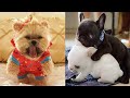 Baby dog  cute and funny dogs completion 2020 3  pet life vlog  funny tiktok animals