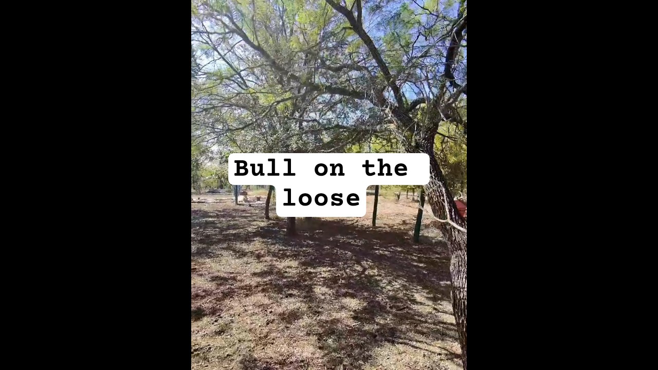 #Bull