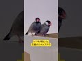2025年9月10日文鳥との生活#文鳥#ペット #小動物好きと繋がりたい #かわいい #可愛い動物#shortsvideo #shortvideo #shorts #short