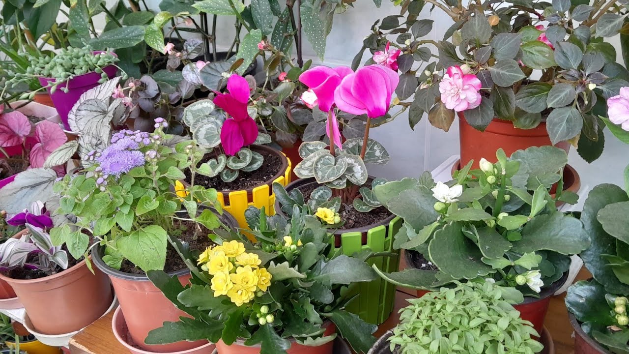 🥀Balkonumdaki Güzelliklere yoculuk🥀#keşfet #çiçekcoşturan